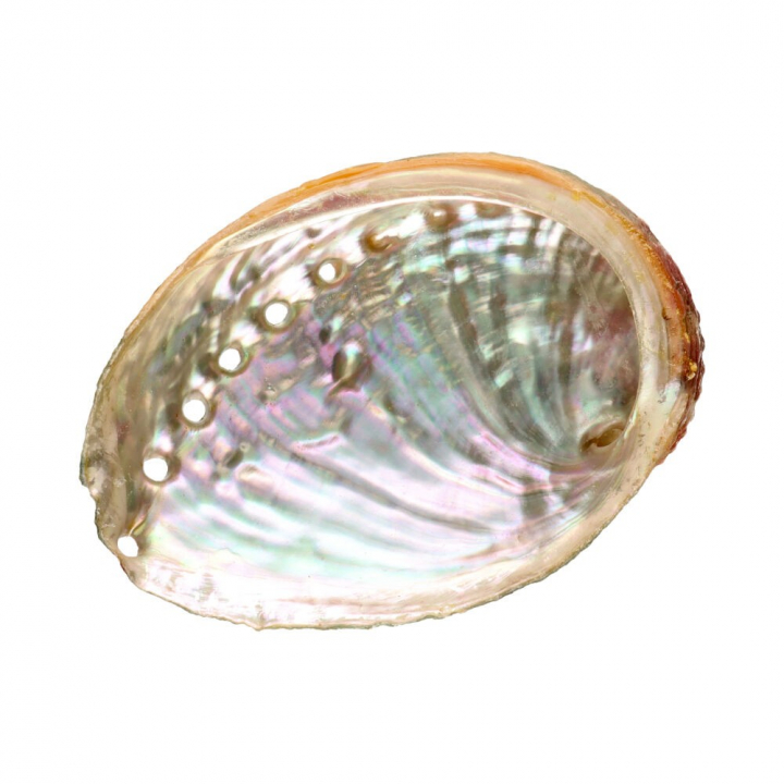 Abalone Shell Small i gruppen Hjem & Sjel / Ritual & Seremoni / Røkelsesfat hos Rawfoodshop Scandinavia AB (7923)