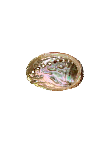 Abalone Shell Liten i gruppen Hjem & Sjel / Ritual & Seremoni / Røkelsesfat hos Rawfoodshop Scandinavia AB (7924)