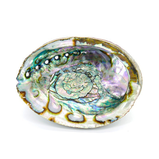Abalone Shell Large