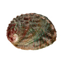 Abalone Shell Small