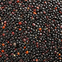 Quinoa Svart ØKO 1kg