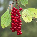 Schisandra Bær ØKO 125g