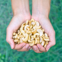 Cashewnøtter Delte RAW ØKO 1kg