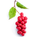 Schisandra Pulver ØKO 250g